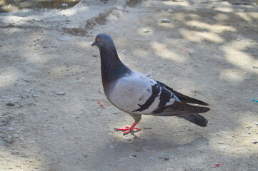 close up of gray and black street pigeon on the ground