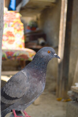 Street black gray pigeon portrait bird