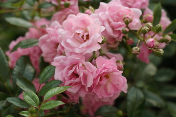 ピンクのバラの花　横撮影