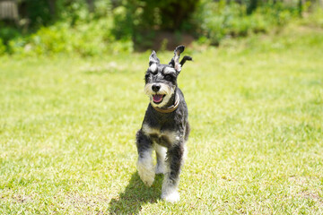 Fototapeta premium Smiling dog, Miniature schnauzer