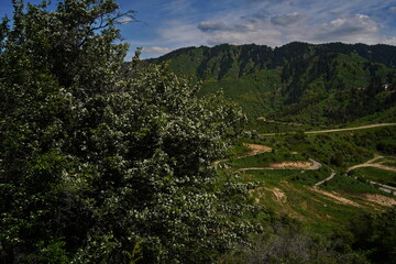 Different vegetation in the mountainous area