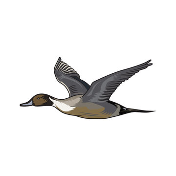 pintail duck hunting illustration logo vector image t shirt