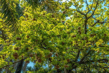 Fototapeta premium Árbol de pochota