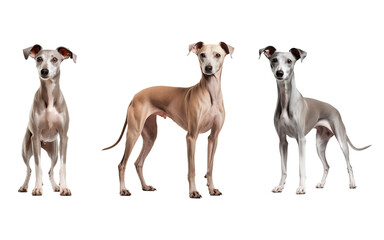 Set of Italian Greyhound Standing Isolated on Transparent Background