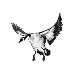 goose duck hunting illustration logo vector image t shirt  © Antler Tackle