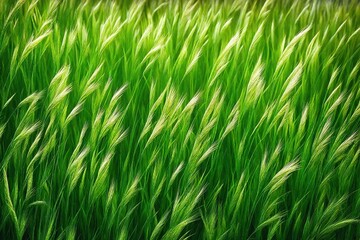 Obraz premium green wheat field
