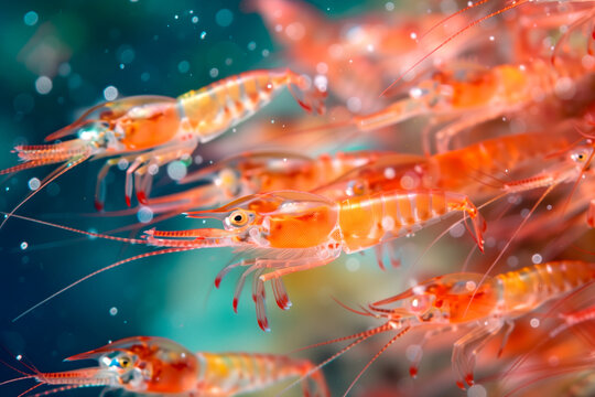 lobster krill swarm in a lively and elaborate natural habitat from a close perspective