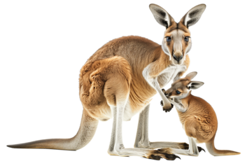 Kangaroo with joey in belly front bag isolated on transparent white background.