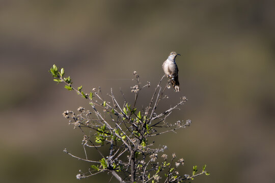 Picaflor cordillerano (Oreotrochilus leucopleurus)