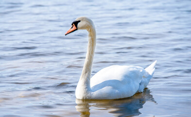 Swan swim in the lake
