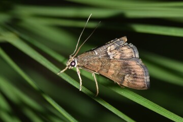 Spotted beet webworm moth Hymenia perspectalis on pine needles insect nature pest control Springtime.