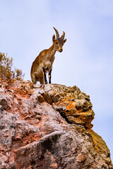 Obraz premium Goat mounts in the mountains of ruidera