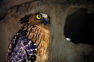 Buffy Fish-owl (Ketupa ketupu) on branch