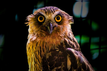 Buffy Fish-owl (Ketupa ketupu) on branch