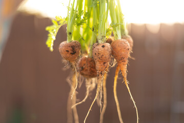 Freshly harvested carrots with green tops hanging in sunlight.