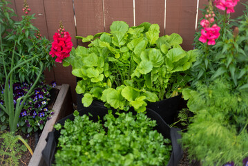 Vegetable and flower garden in the backyard!