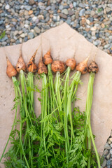 Freshly harvested carrots with green tops!