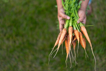 Person holding a bunch of freshly harvested carrots with green tops.