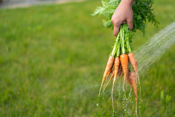 Hand washing freshly harvested carrots with green tops outdoors.