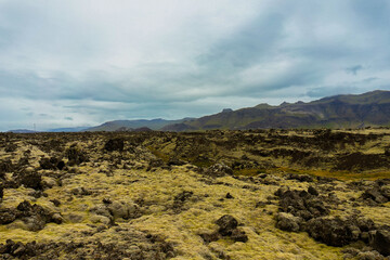 Moss-covered lava fields in Iceland.