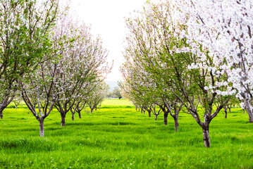 Fototapeta premium A blooming almond orchard with rows of trees in spring.