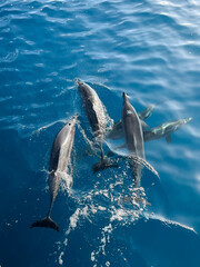 A small pod of spinner dolphins come up for air while swimming i