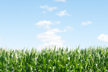 Lush green cornfield under a blue sky with scattered clouds