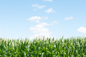 Obraz premium Lush green cornfield under a blue sky with scattered clouds