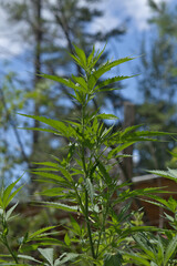 cannabis, marijuana plant growing outside