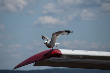 seagull taking flight from plain wing