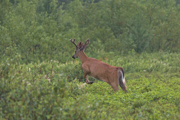 whitetail deer running away from camera
