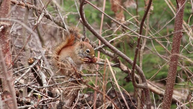 Squirrel sitting on tree eating pinecone