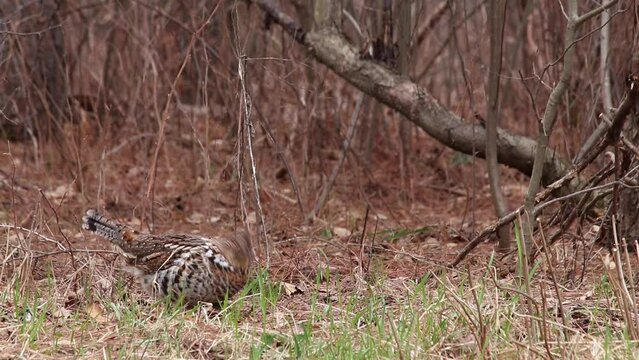 Partridge pecking at ground looking for food