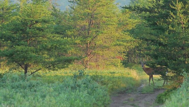 Deer crossing road with nice light behind it
