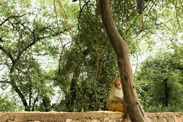 Indian monkey sits on wall by an ancient temple - Powered by Adobe