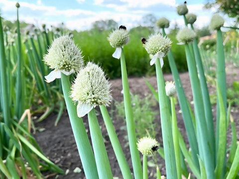 Blooming onion Allium Fistulosum growing in the garden