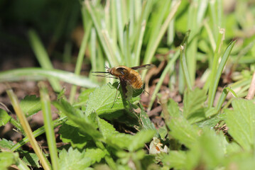 Großer Wollschweber - Large Bee-fly