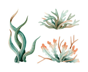 Ocean seaweed watercolor illustration set isolated on white. Monochrome underwater coral reef plants collection in green and orange colors. Sea bottom drawing for marine design and nautical print