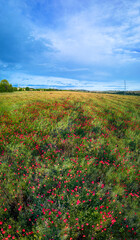 Breathtaking beautiful aerial views of poppy flowers growing in a rapeseed field. Aerial view of the drone from above. Green background with red flowers.
