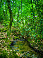 Beautiful purple rodendrons shine in the sun.(zelenika)	
