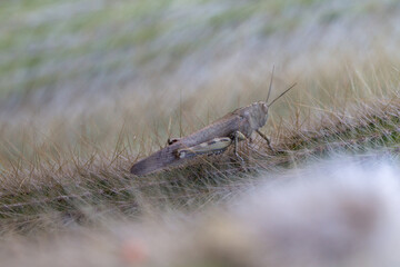 Locust is sitting on a cactus. close-up
