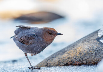 American Dipper standing on one leg next to a stream