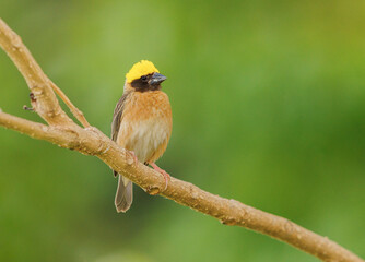 Baya Weaver perched on a tree defending its nest