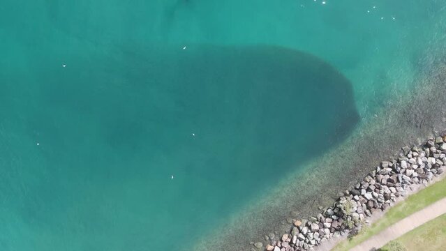Sea birds flying and feeding on a large school of fish congregating next to a ocean breakwall. High drone view