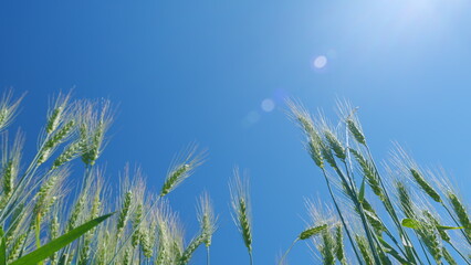Low anlgle view. Ripe grains crop during warm summer day. Beautiful blue sky. Picturesque view of green wheat swaying in winds blowing.