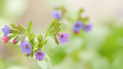 Obraz premium Flowers of Unspotted lungwort. Pulmonaria obscura in spring forest. Belonging to the family Boraginaceae. Close up.