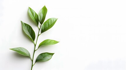 Fototapeta premium green leaves isolated on white background