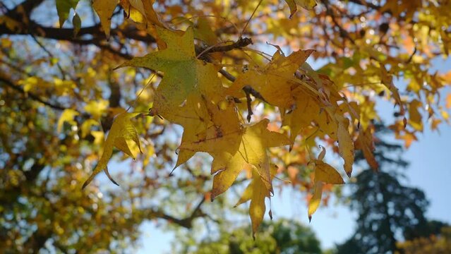 Low-angle, closeup of sweet gum (Liquidambar styraciflua) autumn foliage.
