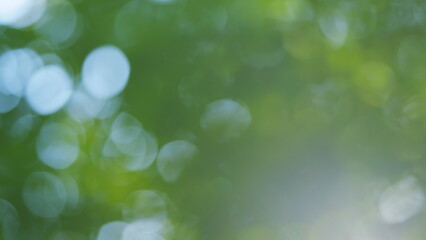 Fototapeta premium Lights leaks. Abstract nature background and nature green bokeh. Summer trees swinging. Blur.