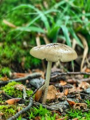 Road pass view to walkway and mountains. Rodopi in Summer.